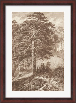 Framed Sepia Wild Pine Print