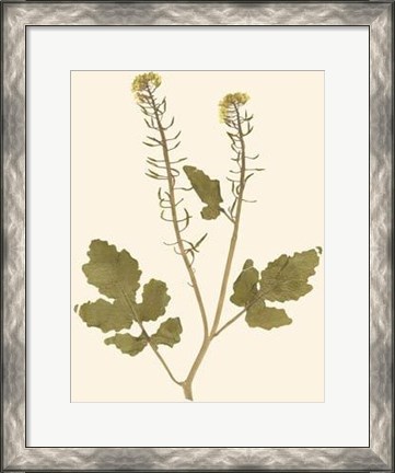 Framed Pressed Botanical I Print