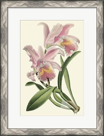 Framed Delicate Orchid III Print