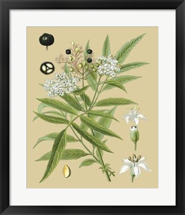 Framed Ivory Blooms I Print