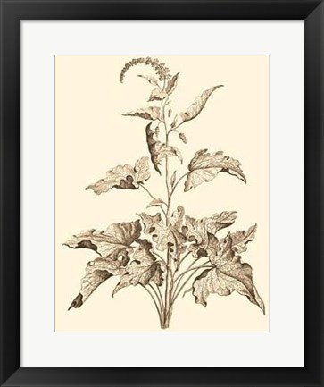 Framed Sepia Munting Foliage II Print