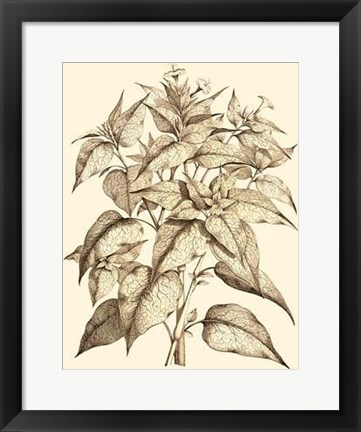 Framed Sepia Munting Foliage III Print