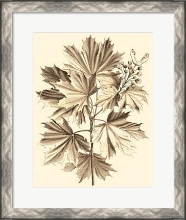 Framed Sepia Munting Foliage V Print