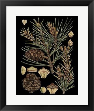 Framed Dramatic Conifers II Print