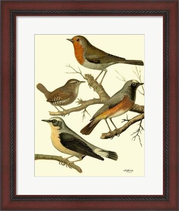 Framed Domestic Bird Family III Print