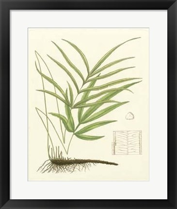 Framed Eaton Ferns I Print