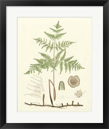 Framed Eaton Ferns III Print