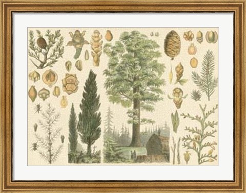 Framed Arbor Collection Print