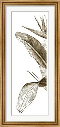Framed Bird Of Paradise Triptych I Print