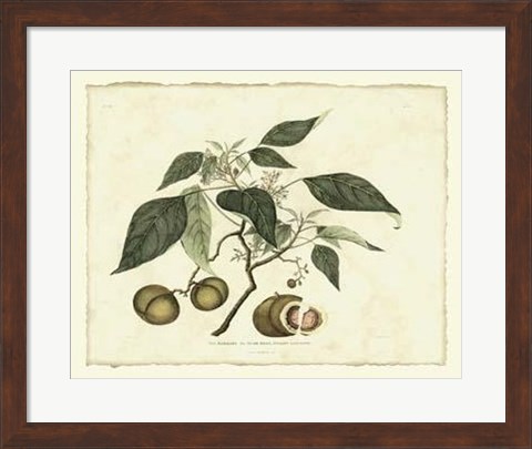 Framed Delicate Botanical II Print