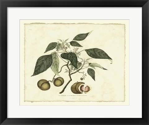 Framed Delicate Botanical II Print