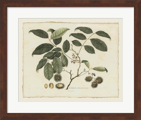 Framed Delicate Botanical III Print