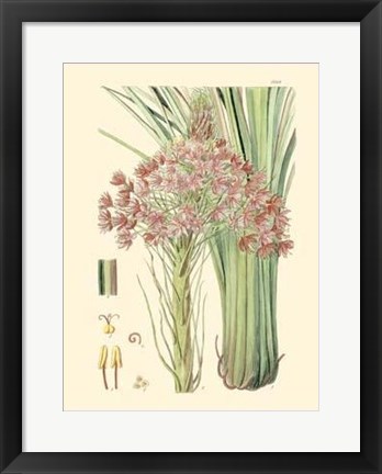 Framed Floral Passion III Print