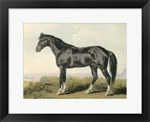 Framed Cassell&#39;s Horse II Print