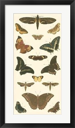 Framed Butterfly Panel II Print