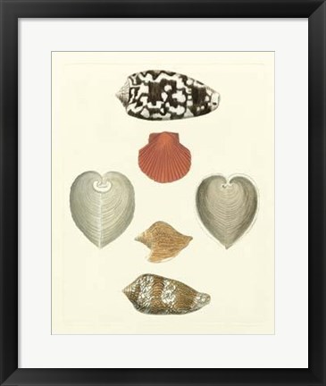 Framed Knorr Shells III Print