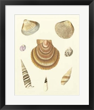 Framed Knorr Shells V Print