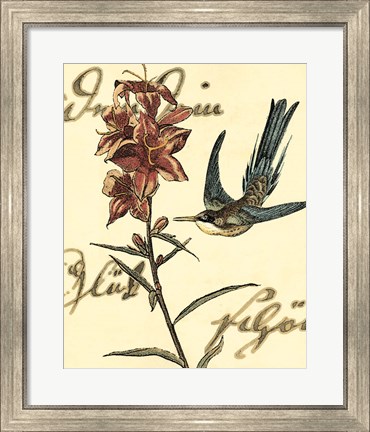 Framed Small Hummingbird Reverie IV Print