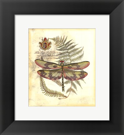 Framed Mini Regal Dragonfly IV Print