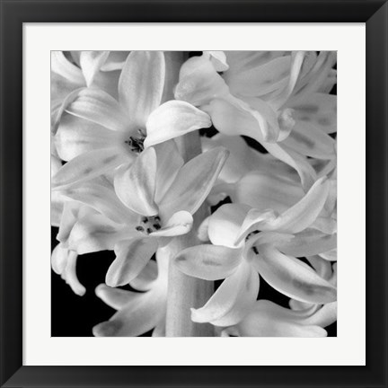 Framed Hyacinth Print