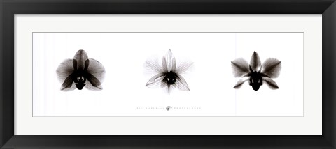 Framed X-Ray Orchid Triptych Print