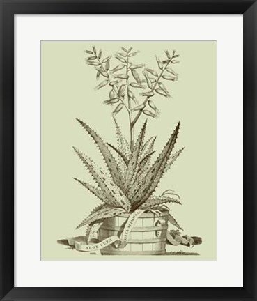 Framed Vintage Aloe III Print