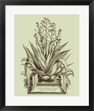 Framed Vintage Aloe IV Print