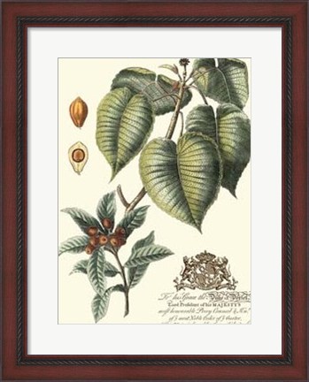 Framed Imperial Foliage III Print