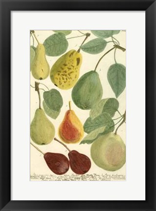 Framed Plentiful Pears I Print