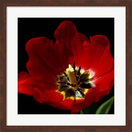 Framed Shimmering Tulips II Print