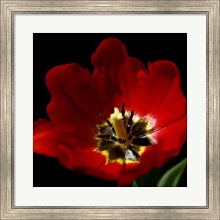 Framed Shimmering Tulips II Print