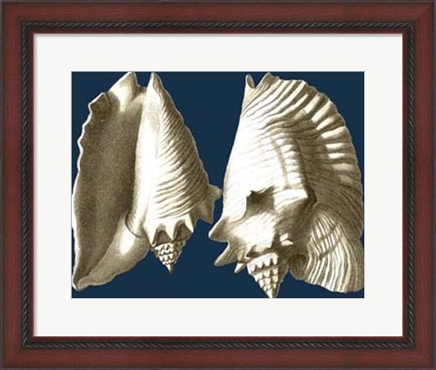 Framed Conch Shells on Navy I Print