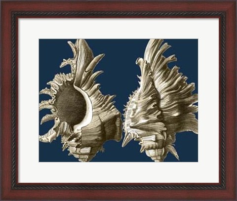 Framed Conch Shells on Navy II Print