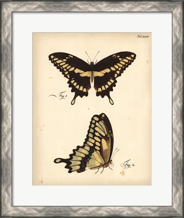Framed Butterfly Profile I Print