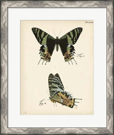 Framed Butterfly Profile IV Print