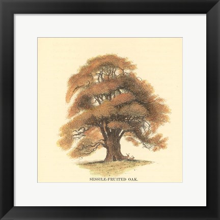 Framed Sessile-Fruited Oak Print