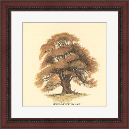 Framed Sessile-Fruited Oak Print