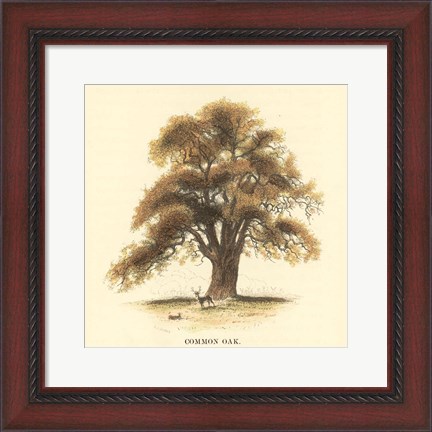 Framed Common Oak Print