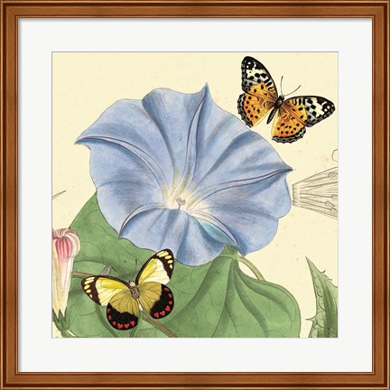 Framed Morning Glory Print