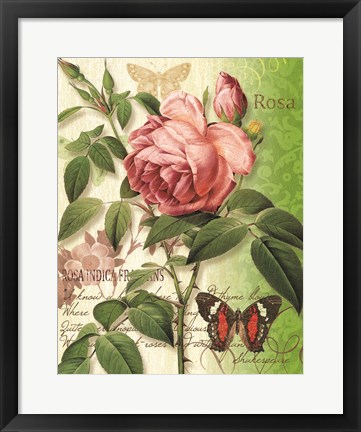Framed Rose Splendor II Print