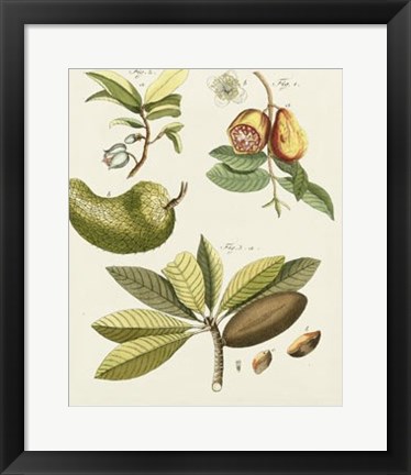 Framed Breadfruit Print