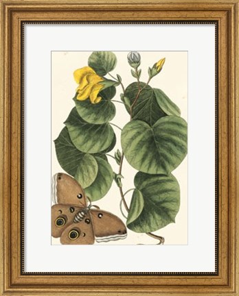 Framed Butterfly and Botanical I Print