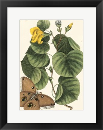 Framed Butterfly and Botanical I Print