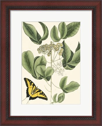 Framed Butterfly and Botanical II Print