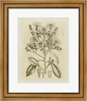 Framed Tinted Botanical I Print