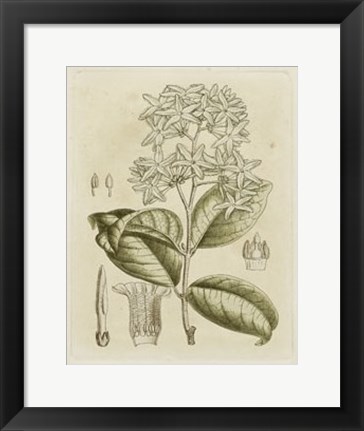 Framed Tinted Botanical III Print