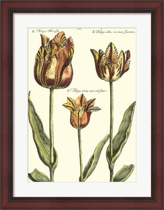 Framed De Passe Tulipa I Print