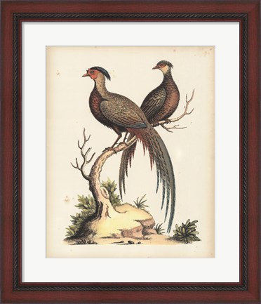 Framed Regal Pheasants II Print