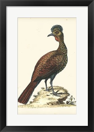 Framed Regal Pheasants V Print