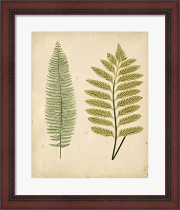 Framed Cottage Ferns II Print